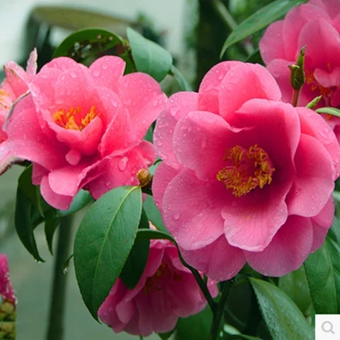 重瓣凤仙花种子指甲花阳台盆栽简单种学生实验花卉鲜花茶花种籽