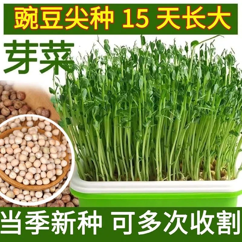 豌豆苗菜种子四季种植无须豌豆尖菜籽可水培芽苗菜阳台盆栽蔬菜