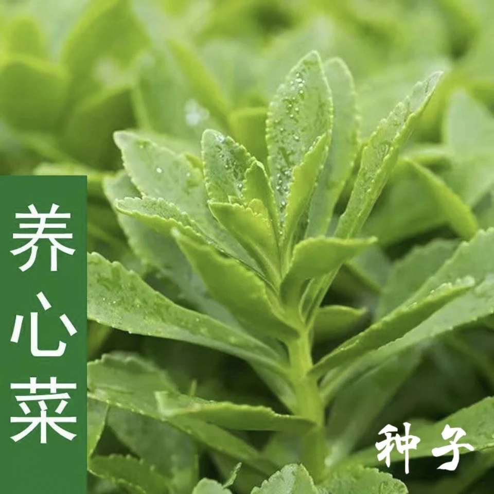 高钙养心菜种子救心菜养心菜苗菜种子费菜种苗四季种植蔬菜种籽子