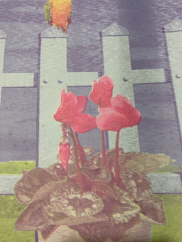 春兰  惠兰奇花异草