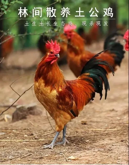 安徽大别山玖妹正宗散养公鸡现抓现称