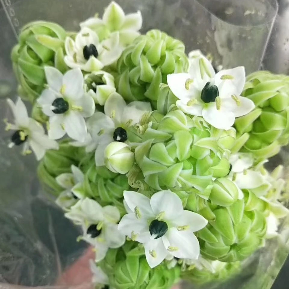 【源头一手价】天鹅绒伯利恒之星高档配花 花期特别长云南基地鲜花