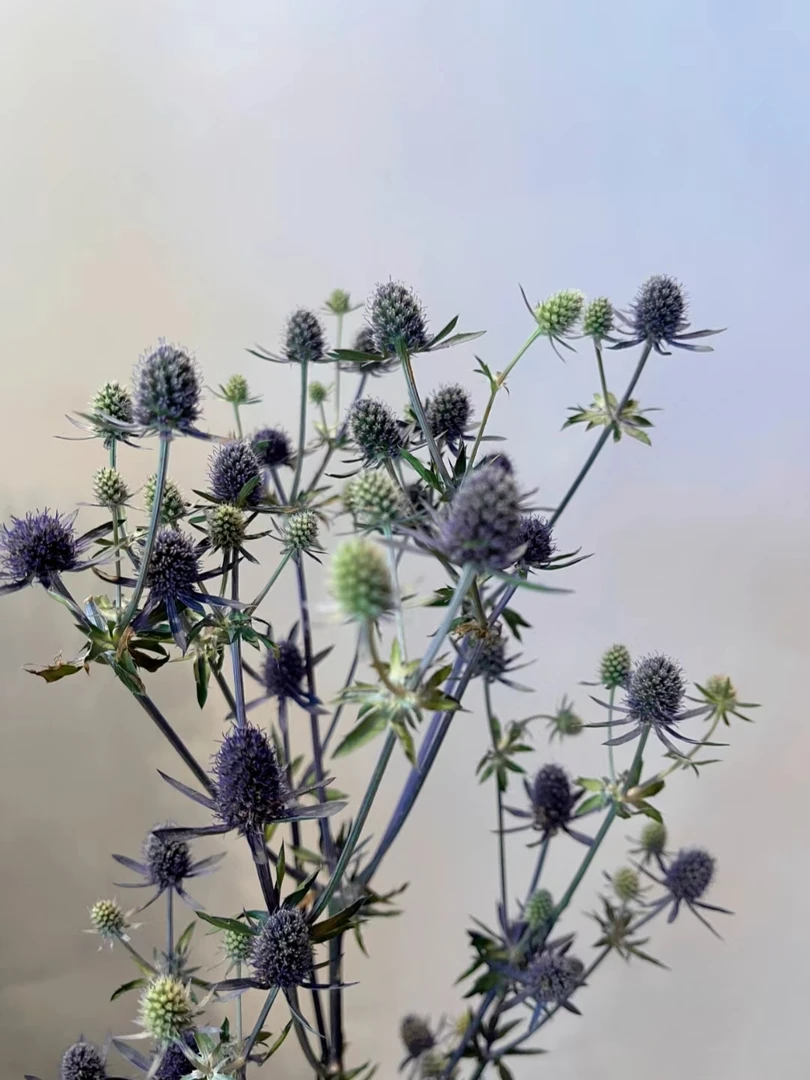 【买一送一】情人果一把 复古色系花材 可以做干花  云南基地鲜花