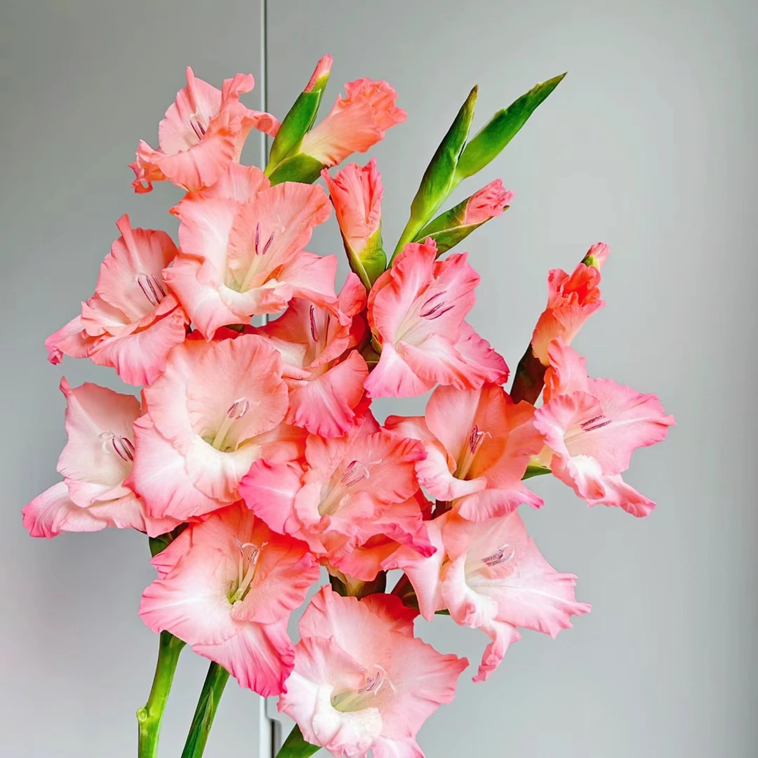 【源头一手价】深粉色剑兰10支 节节高 花期长 云南鲜花 基地直发