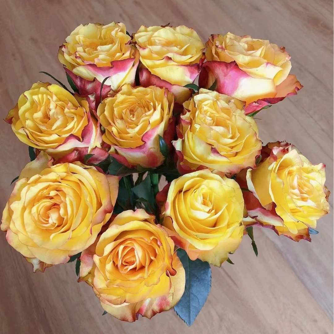 【买一送一】C级快讯玫瑰10支   云南基地鲜花   直发   家养水养