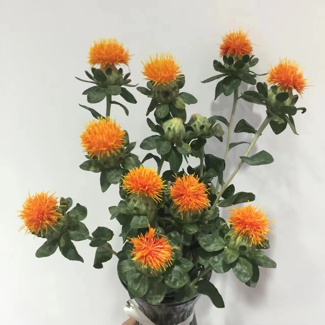 【买一送一】橙菠萝     云南基地  鲜花直发   家养    水养