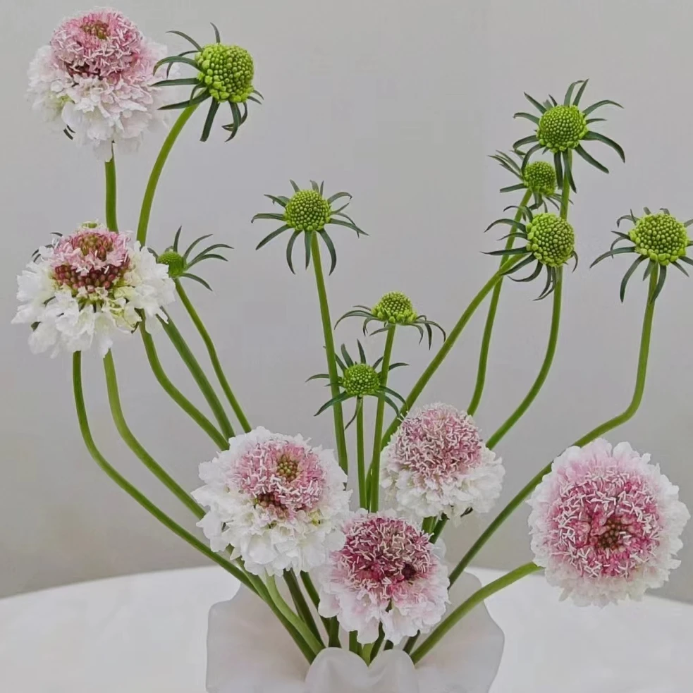 【源头一手价】草莓琥珀松虫草 应季花材 花期长 易养开 云南
