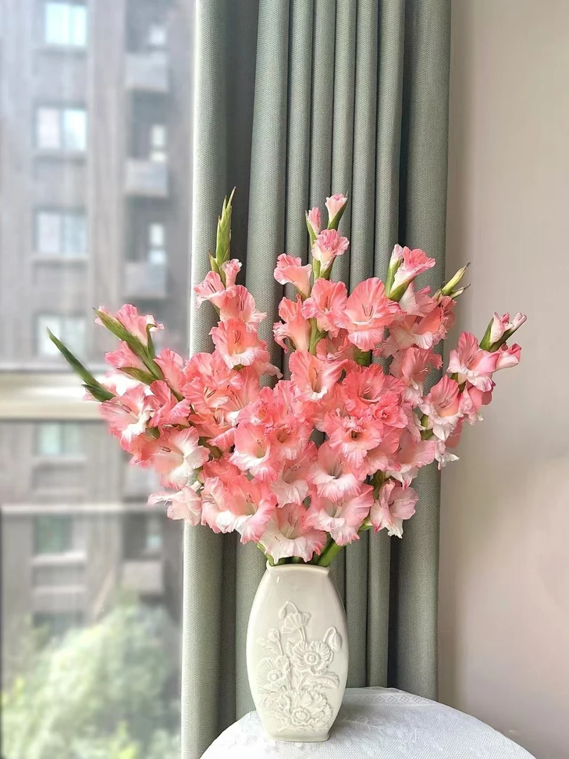 粉色沙滩 剑兰10支 节节高 花期长云南基地鲜花   基地直发