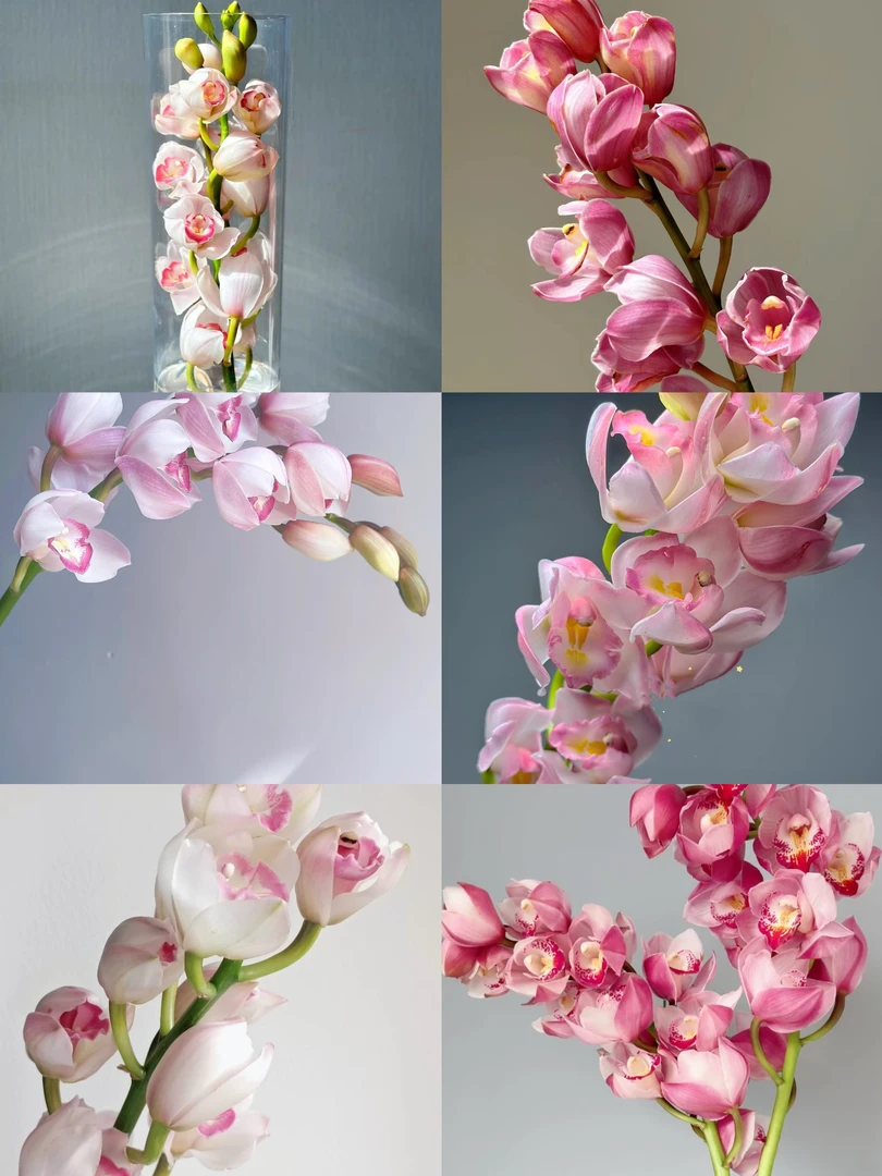 粉色系大花蕙兰一支  年宵花 花期长 云南基地直发   鲜花水养