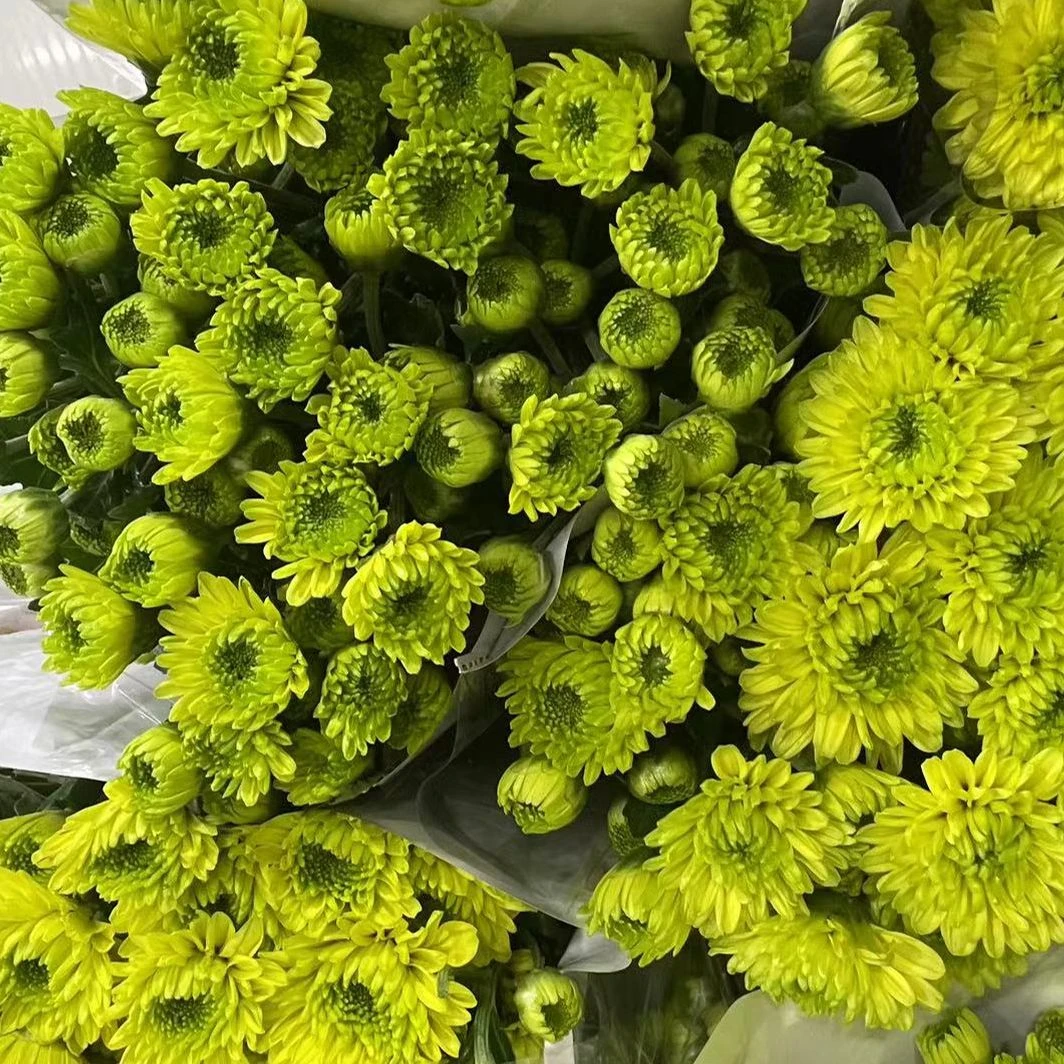 【源头一手价】绿可可小雏菊一把  花期长特别好养  云南基地鲜花