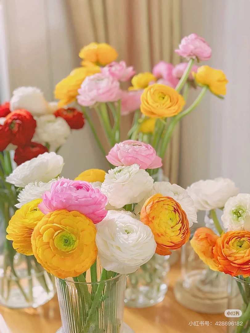 【源头一手价】随机混色洋牡丹一把(10朵花)  一件包邮