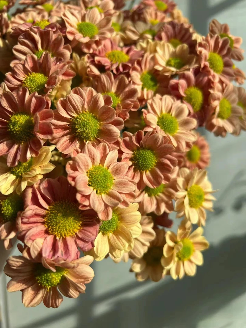 橙玲珑小雏菊一把（8到10支）  云南基地鲜花   家养    水养