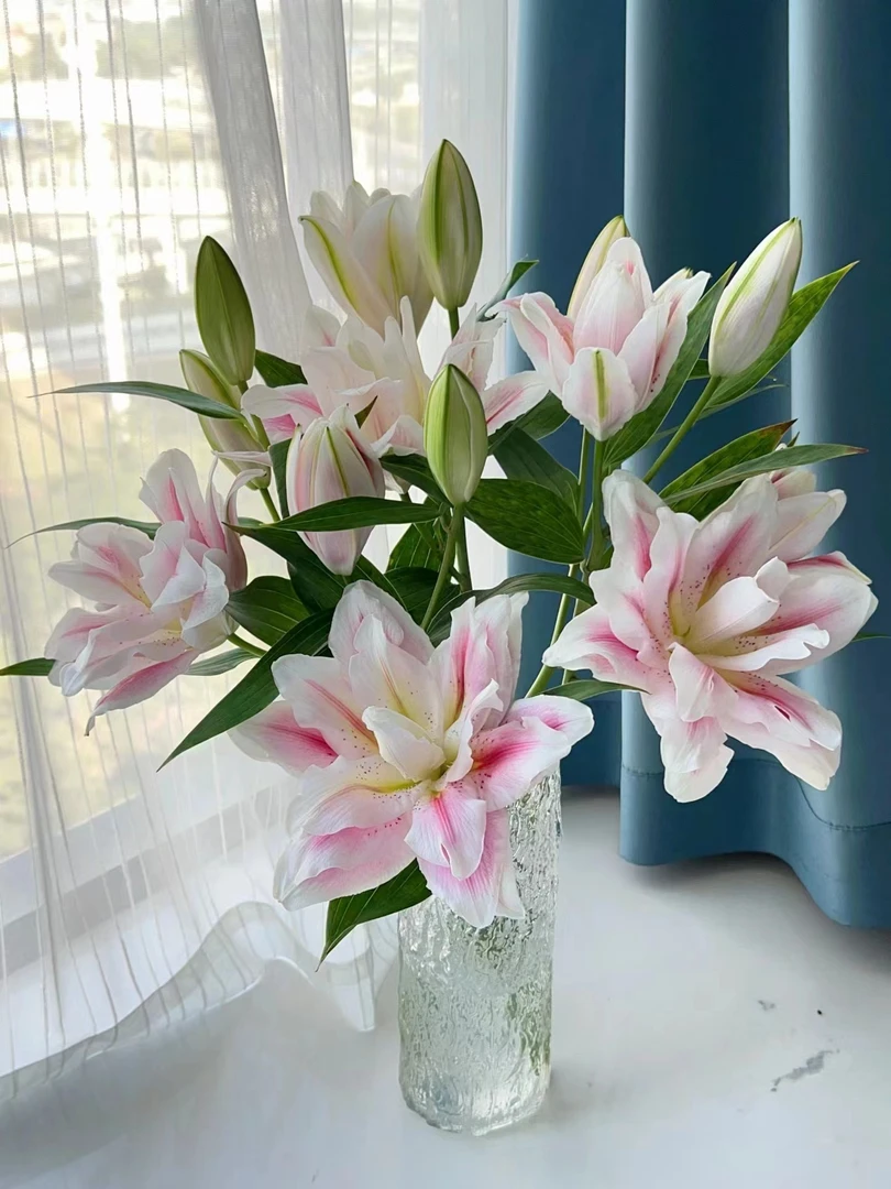 火星之约重瓣百合一头8支   云南基地鲜花   家养水养