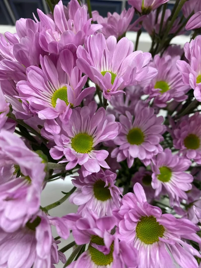 凯文粉小雏菊一把    云南基地鲜花直发   家养    水养