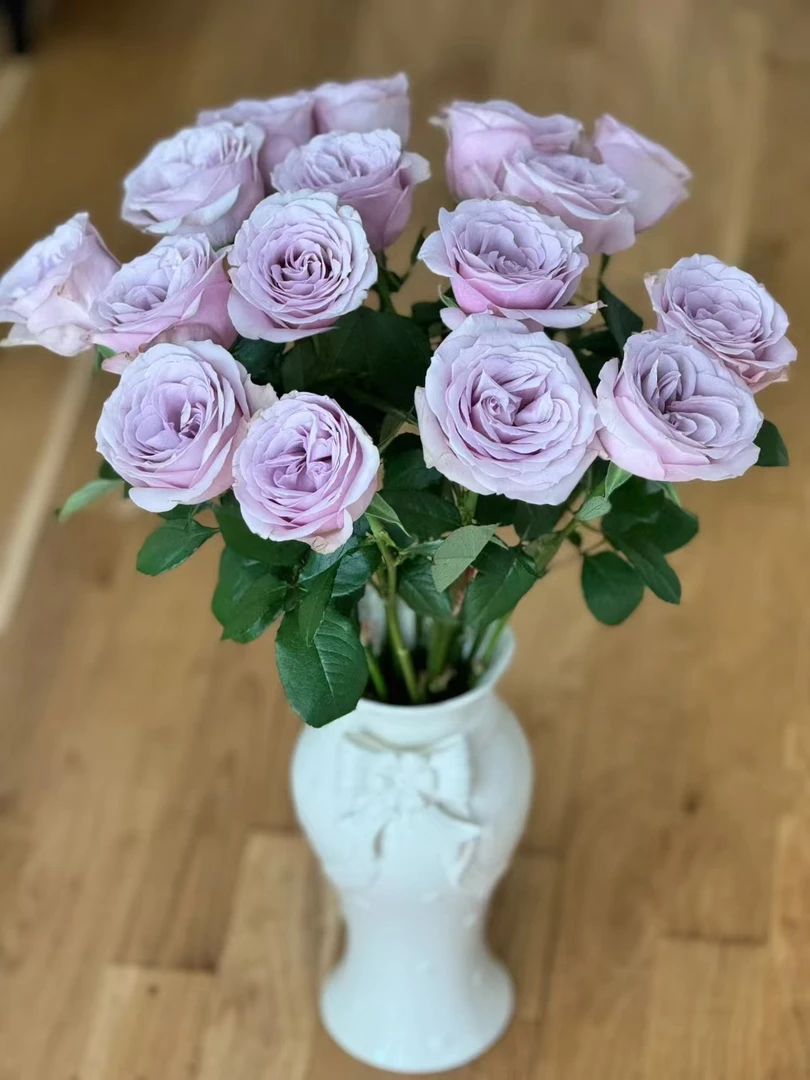 方德星荷珂赛特玫瑰10支  无土栽培花期长  云南基地鲜花直发