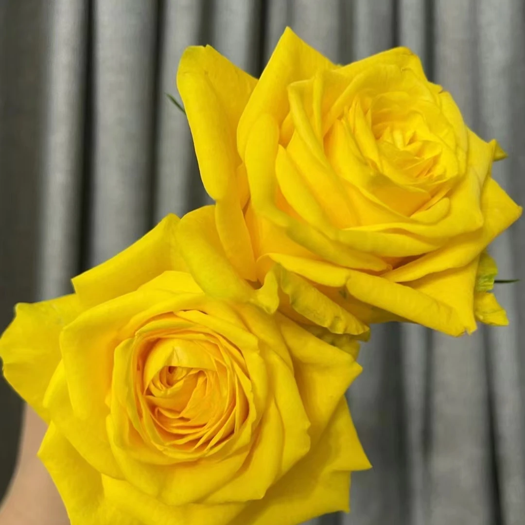 【刘亦菲 迈阿密玫瑰】玫瑰的故事  黄玫瑰 黄亦玫同款鲜花