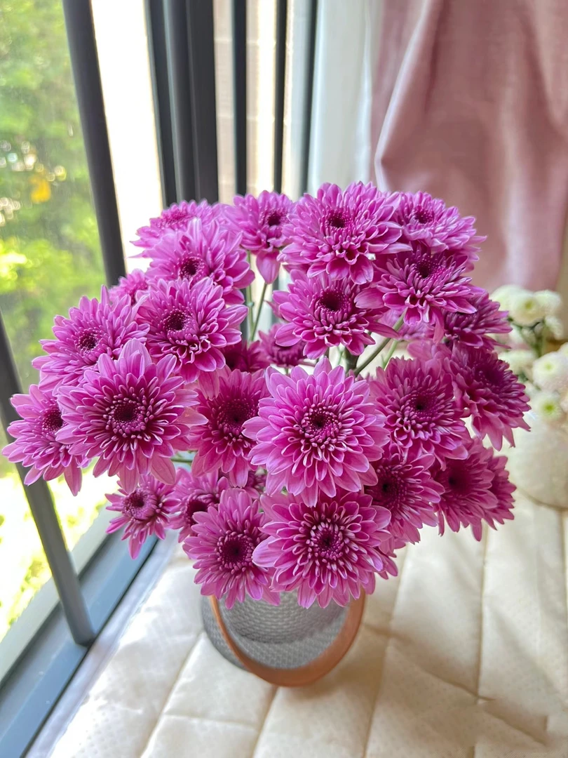 坦率粉小雏菊一把   云南基地鲜花直发   家养水养