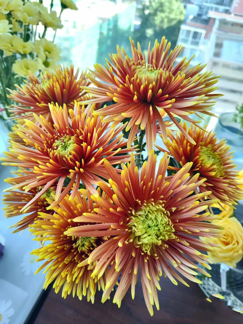 橙烟花小雏菊一把  云南基地鲜花   家养    水养