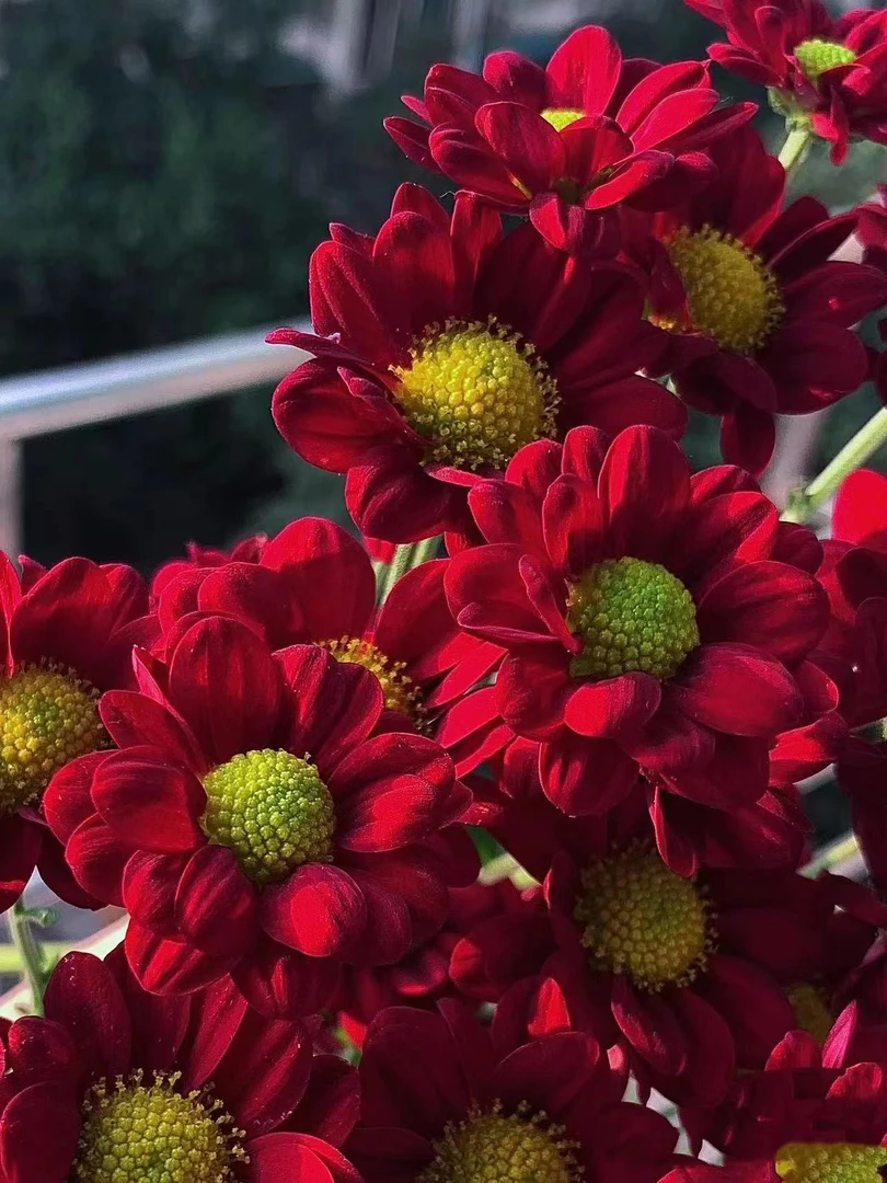 红丝绒小雏菊一把  云南基地鲜花   家养    水养
