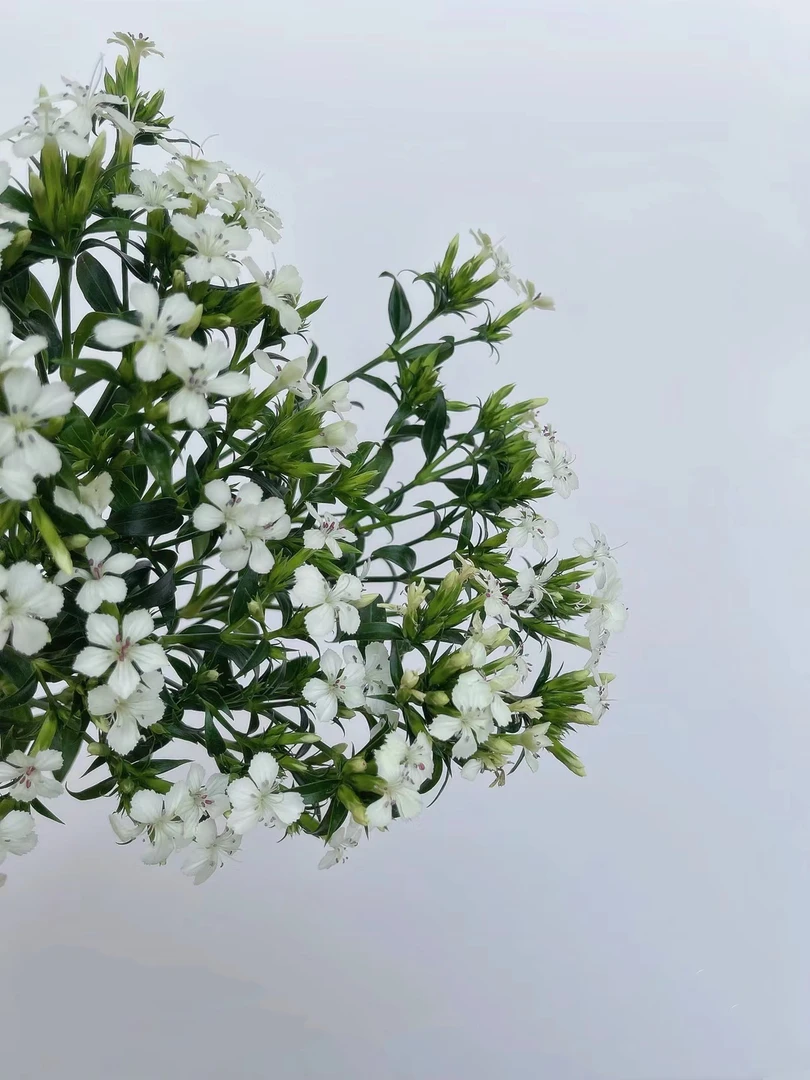 【买一送一】白色青梅一把    云南基地鲜花  水养 家养