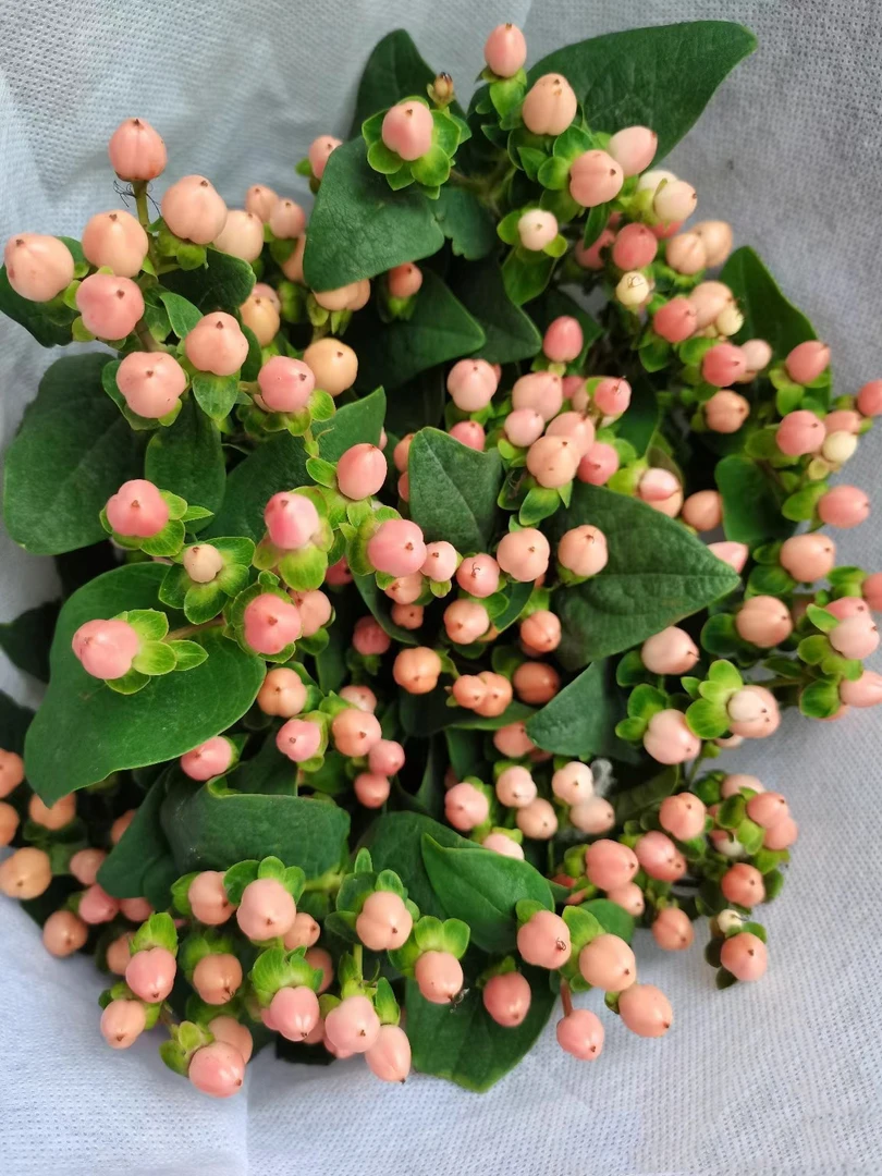 粉豆一大把 粉色相思豆 批发花店摆地摊云南基地直发一手货源