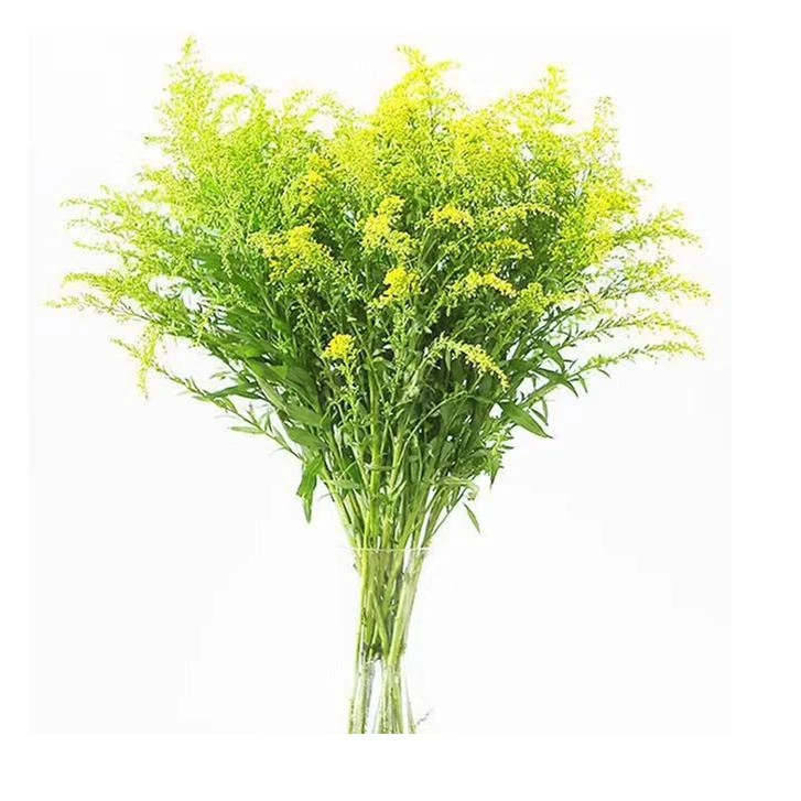 【买一送一】 黄英 生命力旺盛 百搭配草 云南鲜花基地直发
