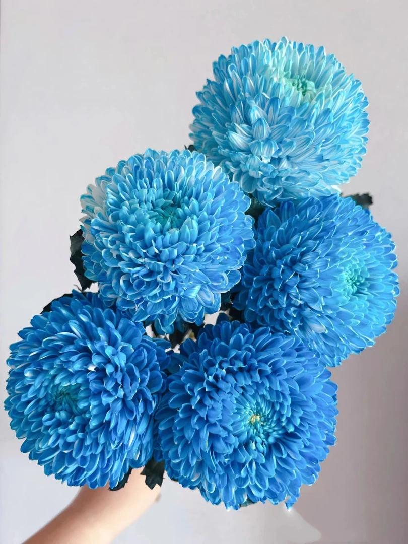 【源头一手价】大花蓝色【富贵牡丹菊】人间富贵花  圆满浓情 花期长