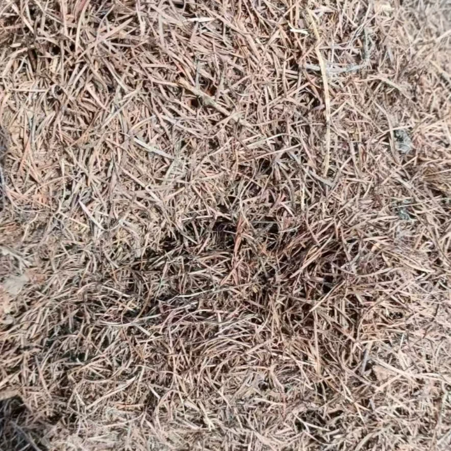 君子兰配土落叶松纯松针2斤