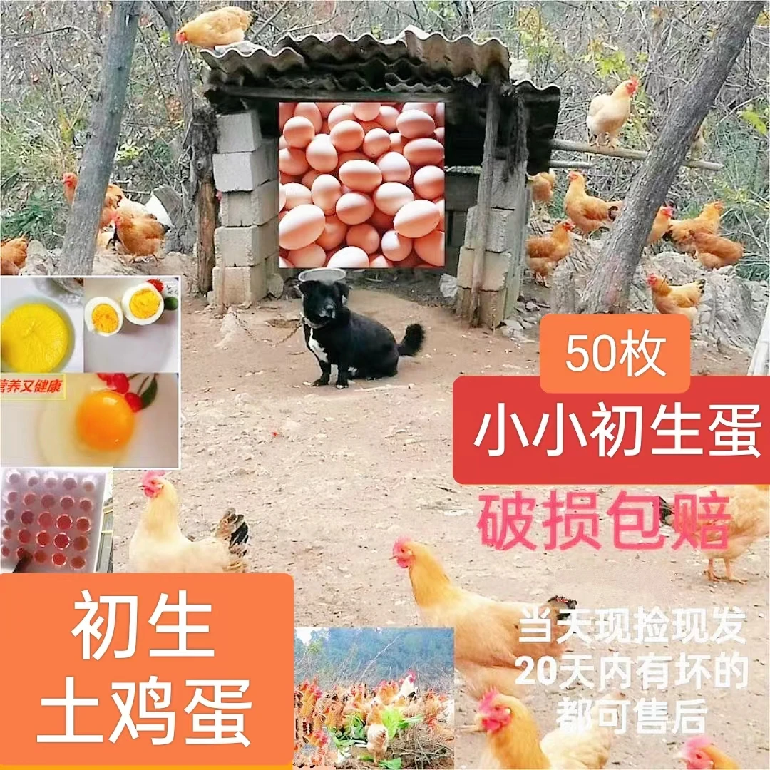 焰山鲜50枚正宗初生蛋农家散养新鲜鸡蛋农村山区自养谷物蛋特小蛋