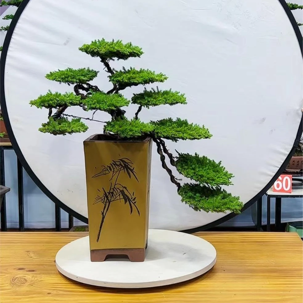 精品老桩盆景 一物一拍 直播间现场截图为准 盲拍同价随机发货
