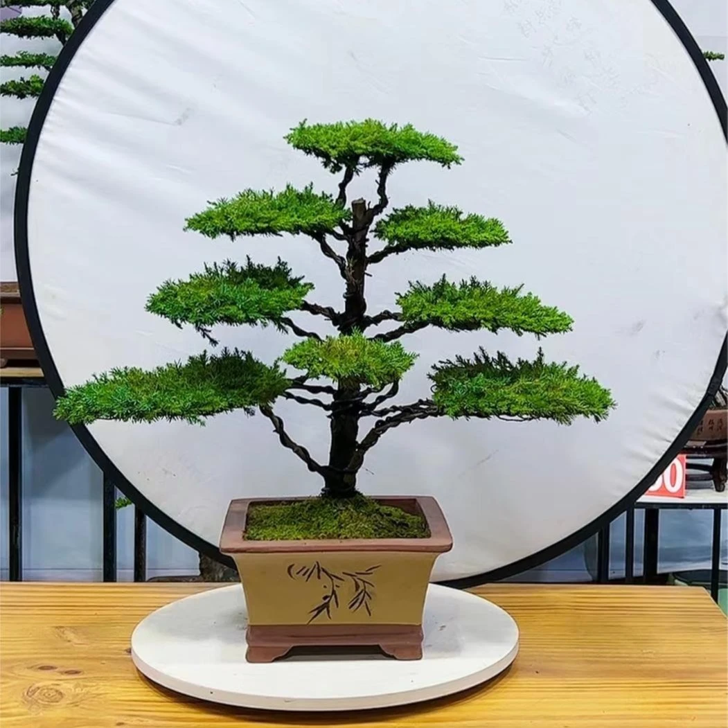 精品老桩盆景 一物一拍 直播间现场截图为准 盲拍同价随机发货