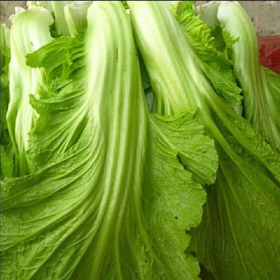 贵州农家栽种新鲜泡青菜酸菜泡酸菜大叶青菜介菜宽帮青菜新鲜秋播