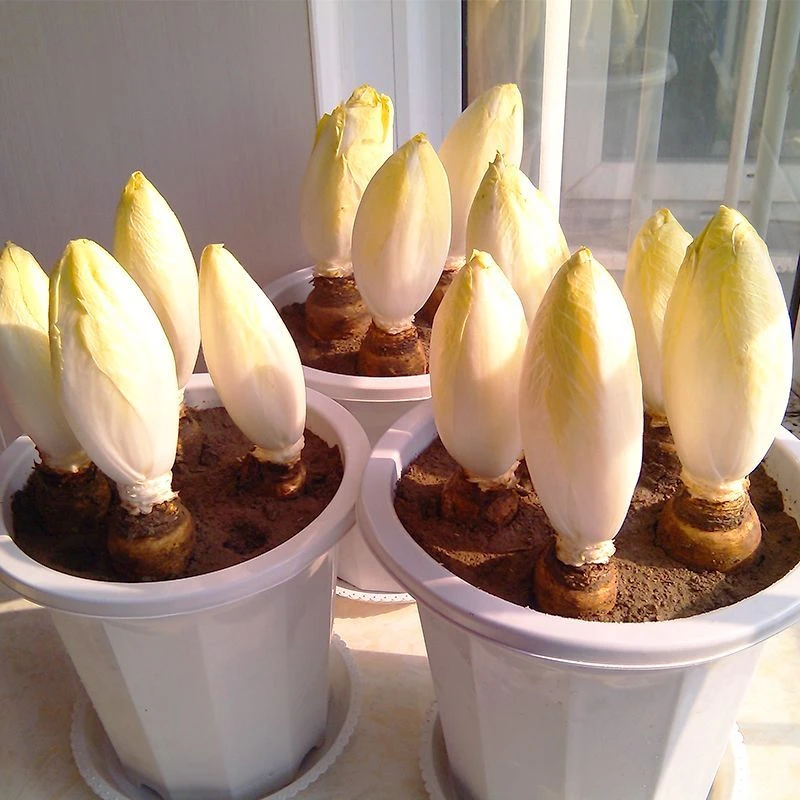 金玉兰菜种子白玉兰软化黄菊苣种籽四季阳台蔬菜耐寒黄芽菜金兰菜