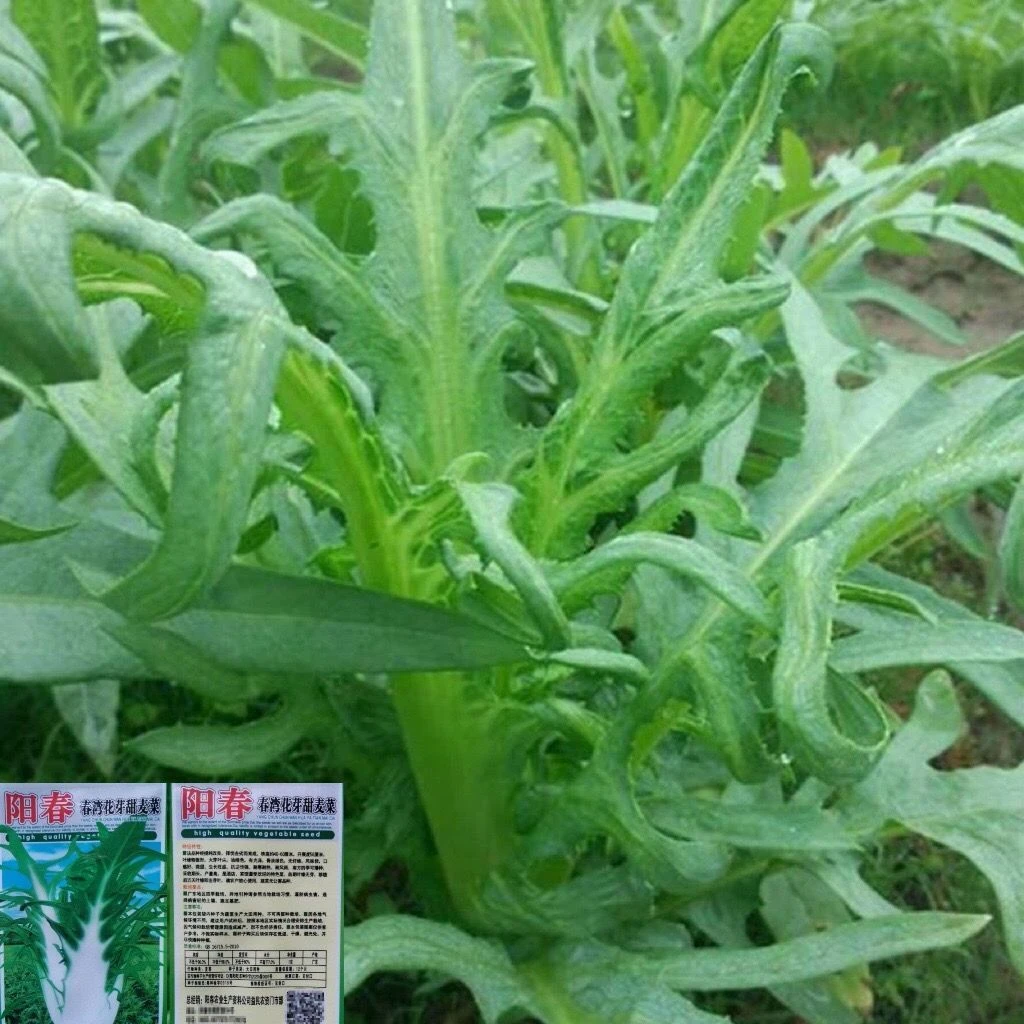 四季花芽甜麦菜种子高产易种花叶开丫苦麻菜阳台盆栽蔬菜苦唛秋播