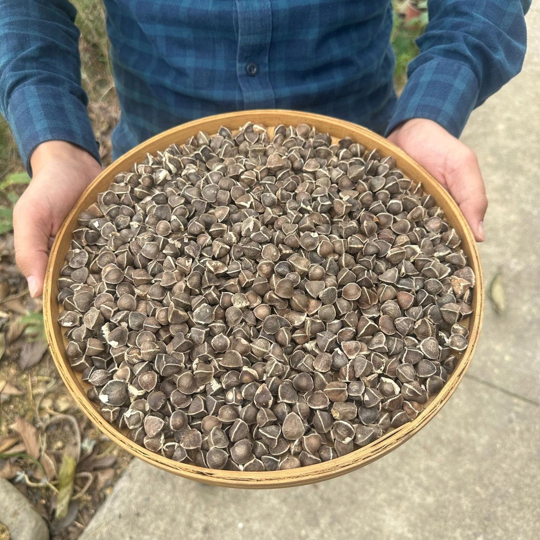 【小板哥】云南 高山现收辣木籽  精品滋补品  50g