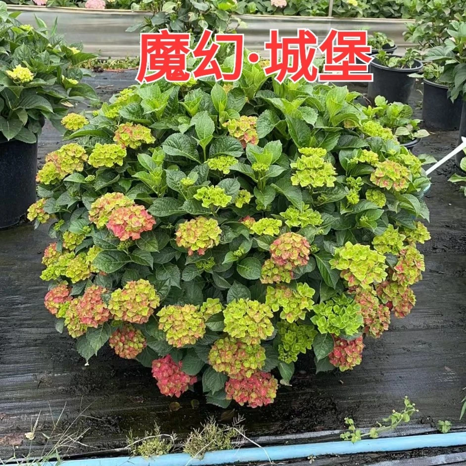 两加仑·城堡、热恋/绿革命/革命、翠彩、可丽生、紫水晶/夏洛特