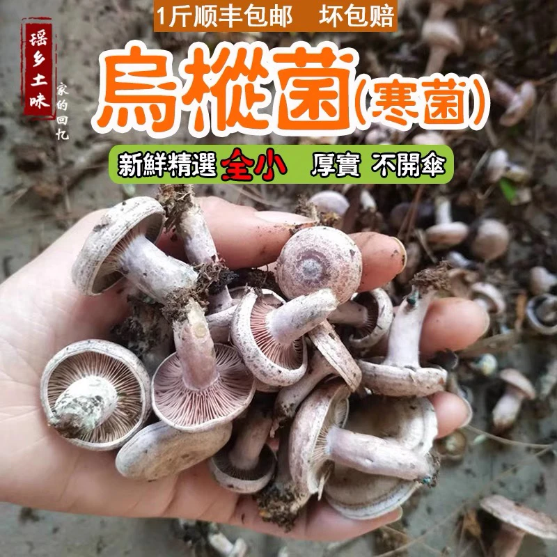 有货 湖南野生新鲜蘑菇乌枞树菌菇重阳松树寒菌三九菇雁来蕈500g