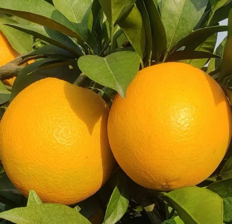 广西富川新鲜纽荷尔脐橙应季水果甜蜜多汁果园现采5斤10斤包邮