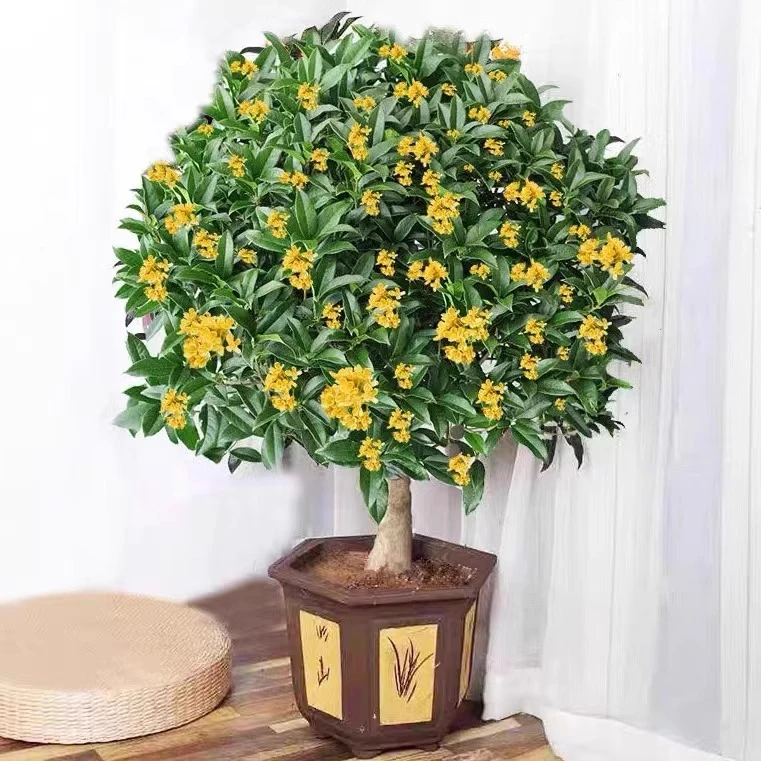 庭院浓香花卉流苏嫁接桂花树苗盆栽金桂丹桂沉香桂四季桂带花发货