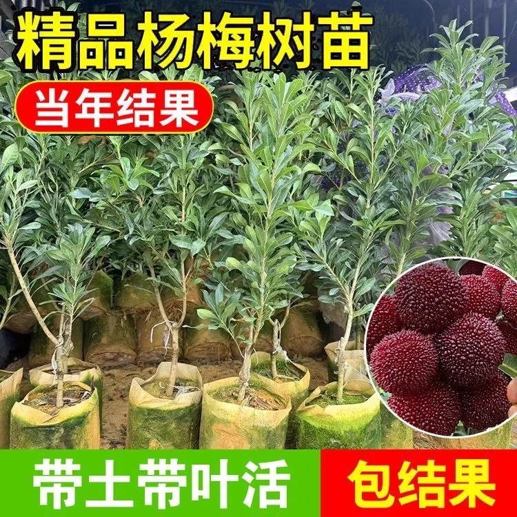 直销东魁黑炭杨梅树大树苗嫁接当年结果盆栽果树果苗南方带大土球