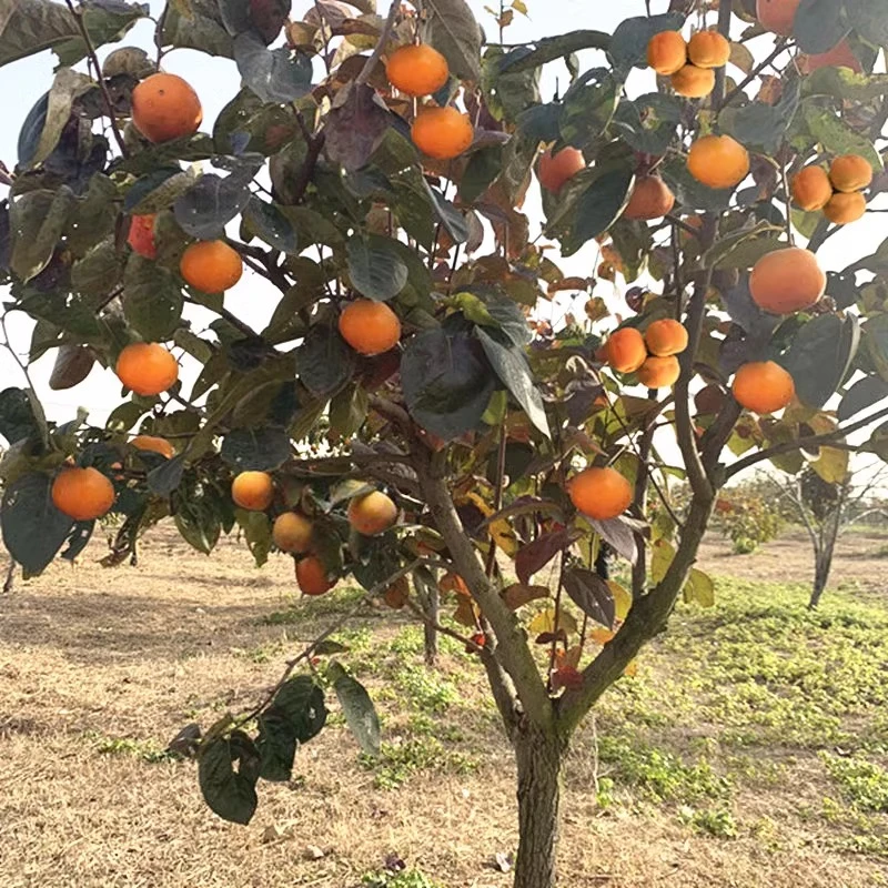 柿子苗树苗嫁接果树苗南北方种植地栽火晶柿脆甜柿子树苗当年结果