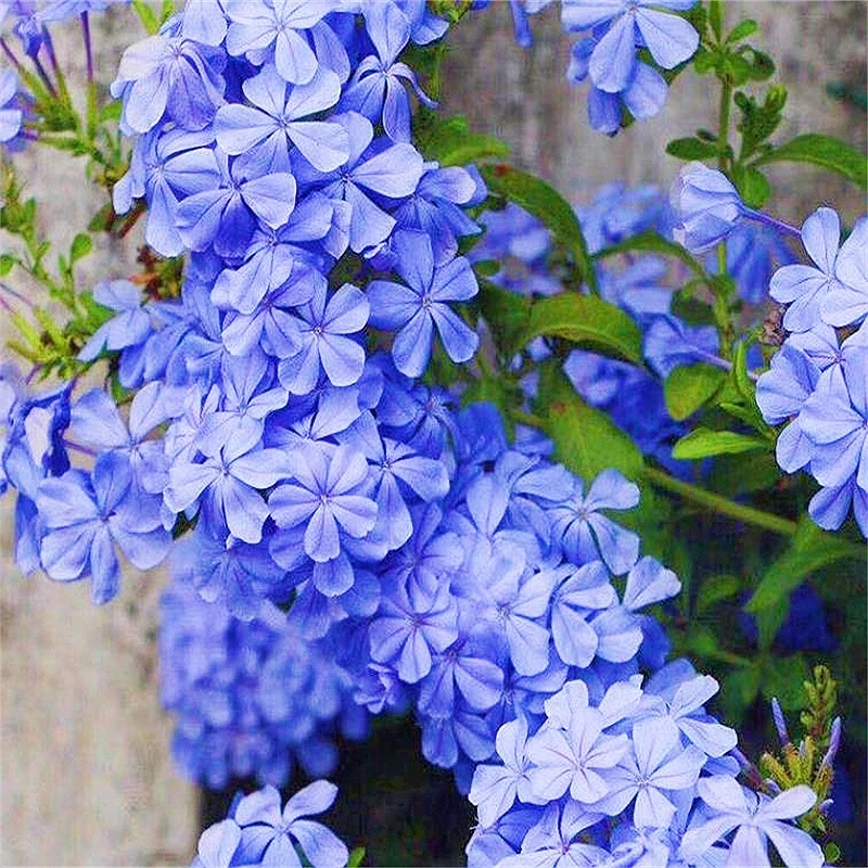 蓝雪花盆栽花期长多年生四季阳台开花植物爆盆好养花卉红雪花