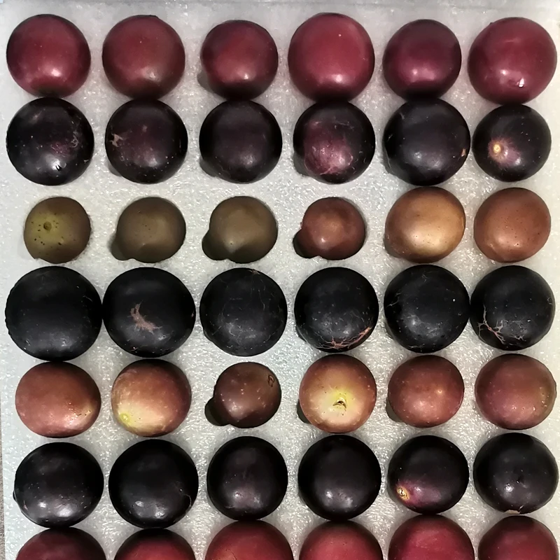 红宝石圆叶葡萄苗格威尔保尔克伊森多品种家庭庭院花园盆栽果树苗