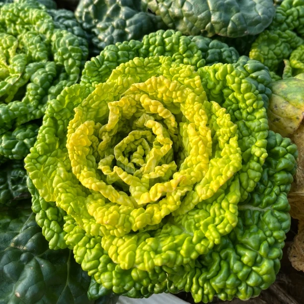 本地黄心菜乌塌菜5斤装