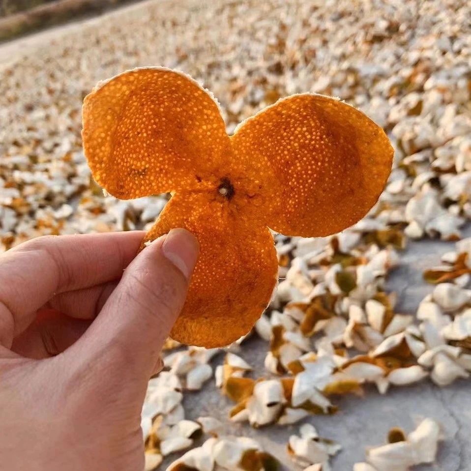 【源头批发精选冬后大红少量现货】2024新会天马陈皮大红皮