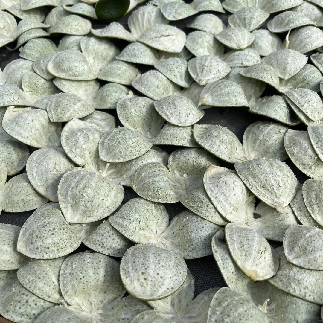 【果农直销大青皮】2024新会天马陈皮头采大青皮