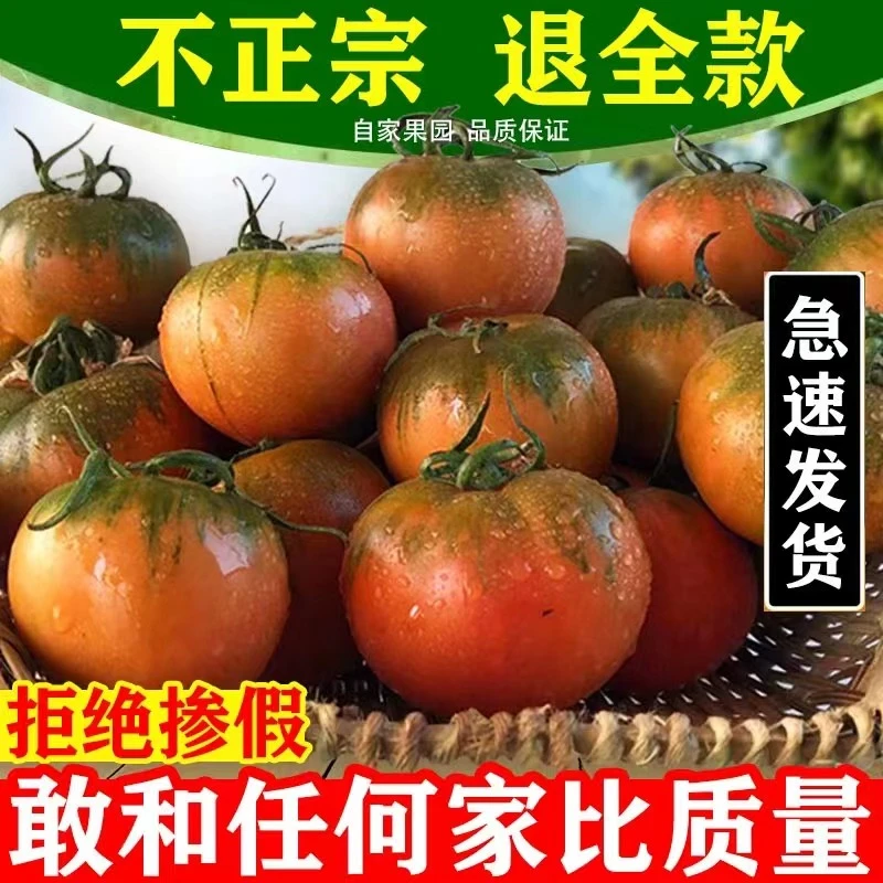 盘锦特产碱地柿子西红柿新鲜碱地铁皮柿子自然熟生吃水果番茄酸甜