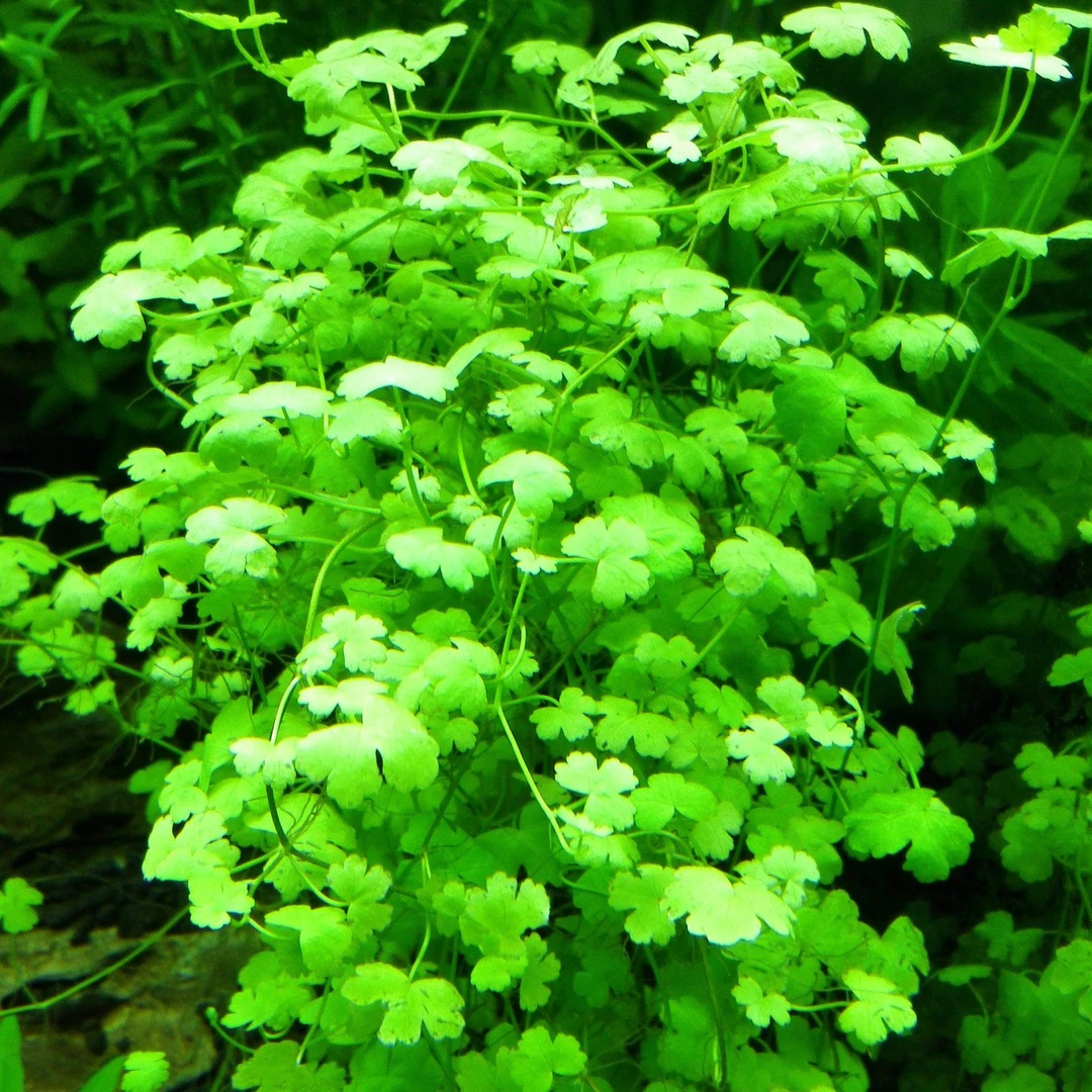 迷你天湖荽 水草无菌杯懒人活体阴性淡水新手前景草造景鱼缸水草