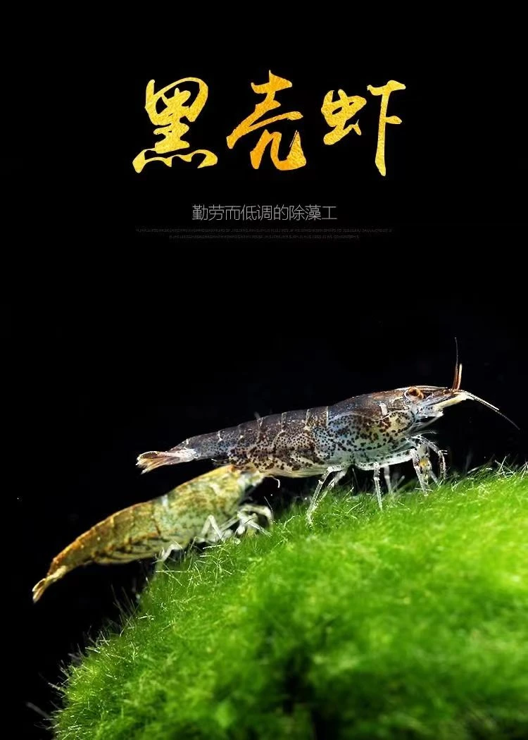 除藻吃垃圾工具鱼金苔鼠鱼黑壳虾除藻虾乌龟龙玉开口发色饲料鱼虾