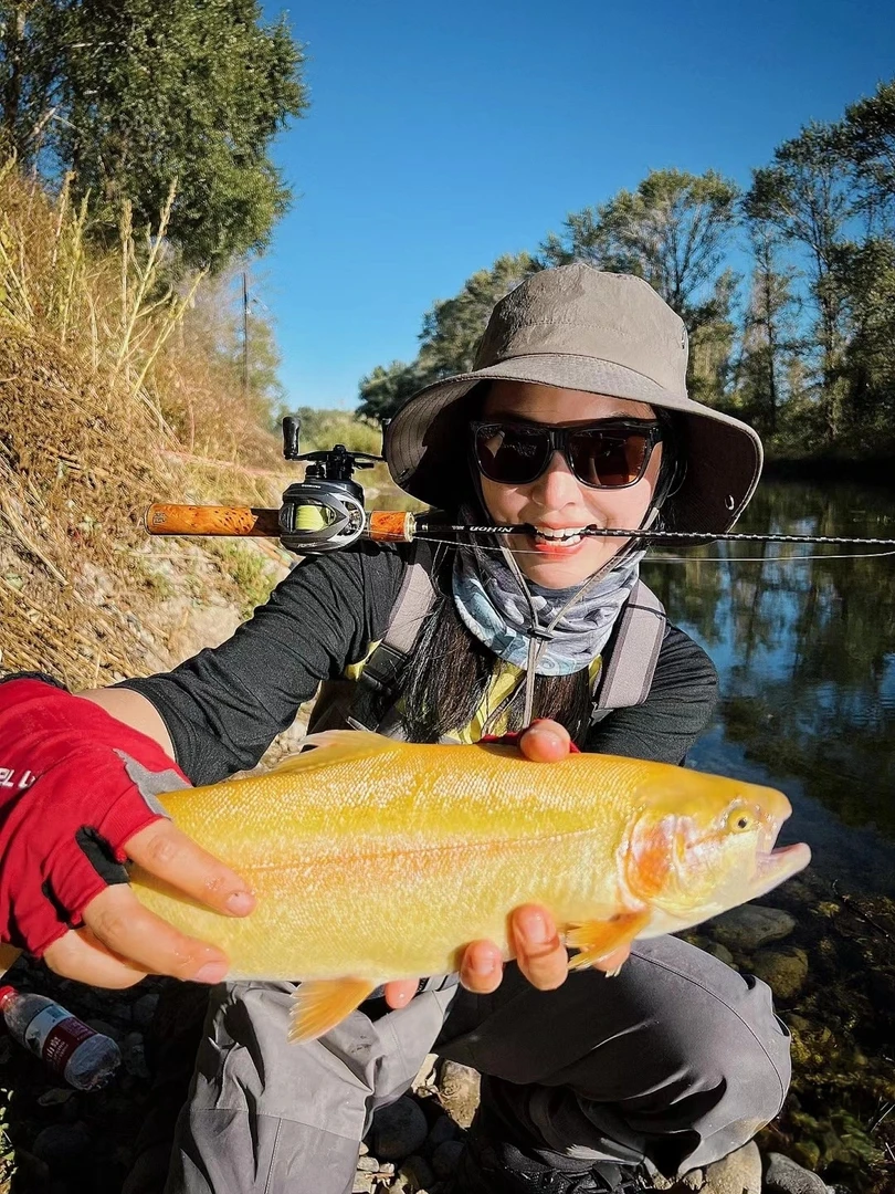 全国包邮新疆金鳟鱼无污染国产三文鱼整条免杀免处理直发金鳟鱼